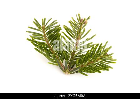 Ramoscello di abete caucasico (Abies) isolato su sfondo bianco. nordmanniana Foto Stock