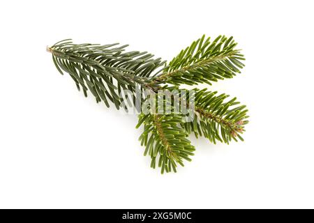 Ramoscello di abete caucasico (Abies) isolato su sfondo bianco. nordmanniana Foto Stock