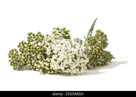 (Achillea odorata) erba fiorita isolata su sfondo bianco Foto Stock