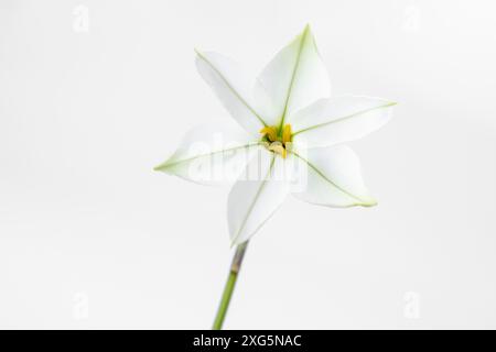 Singolo fiore di Ipheion isolato su sfondo bianco Foto Stock