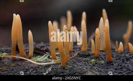 Macro immagine ravvicinata dei piccoli funghi Calocera guepinioides nella foresta pluviale sul Monte Wellington, Hobart, Tasmania, Australia Foto Stock