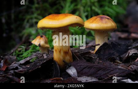 Macro immagine ravvicinata dei funghi sinapicolori di Cortinarius nella foresta pluviale sul Monte Wellington, Hobart, Tasmania, Australia Foto Stock