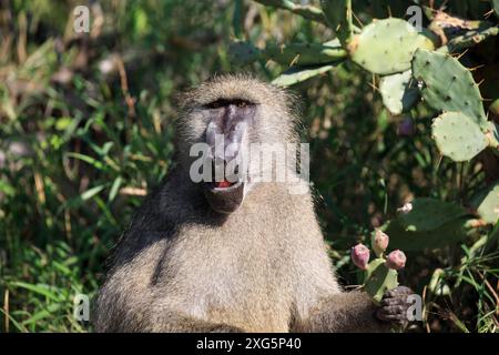 Baboon che mangia fichi d'India Foto Stock