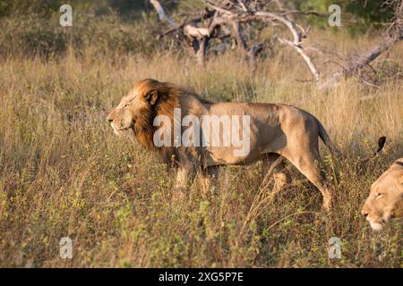 Leone al mattino presto nel cespuglio africano nella riserva di caccia di Motswari in Sud Africa Foto Stock