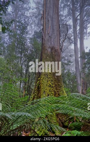 Alberi giganti in una nebbiosa mattina invernale sulla passeggiata degli alberi alti al Mount Field National Park, Hobart, Tasmania, Australia Foto Stock