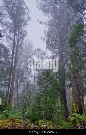 Alberi giganti in una nebbiosa mattina invernale sulla passeggiata degli alberi alti al Mount Field National Park, Hobart, Tasmania, Australia Foto Stock