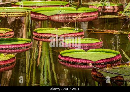 Giglio d'acqua tipico dell'Amazzonia con la sua caratteristica forma circolare che galleggia sulle acque calme di un lago Foto Stock