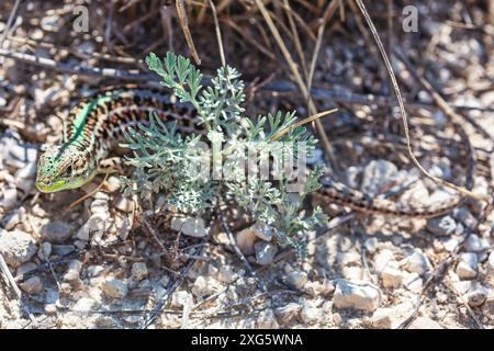 Lucertola nascosta nelle piante a terra. Lizard è circondata da erba secca e rocce Foto Stock
