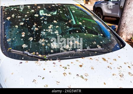 Auto e parabrezza coperti da escrementi di uccelli. L'automobile parcheggiata è piena di escrementi di uccelli Foto Stock