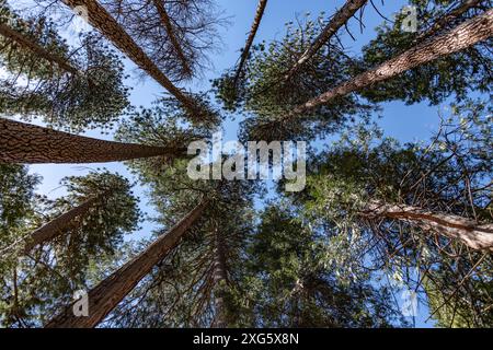 Ponderosa Pine Treetops nel Parco Nazionale di Yosemite, California Foto Stock