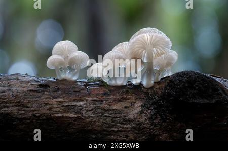 Macro immagine ravvicinata dei piccoli funghi Austro (Roridomyces austrororidis) nella foresta pluviale di Hobart, Tasmania, Australia Foto Stock
