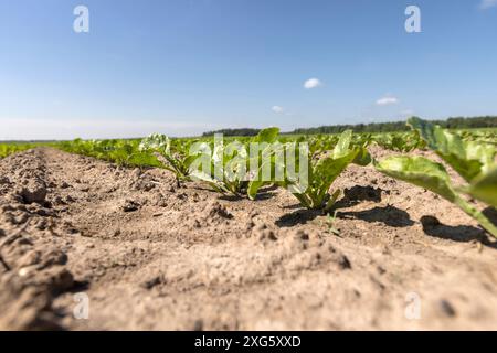 giovane barbabietola da zucchero in campo in primavera, un campo con barbabietola bianca per la produzione di zucchero di barbabietola bianca Foto Stock