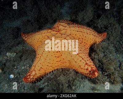 Una grande stella marina di colore arancione, la stella marina rossa (Oreaster reticulatus), giace sul fondo del mare di notte. Sito di immersione Blue Heron Bridge, Phil Foster Foto Stock