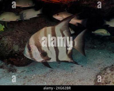 Pesci a strisce, pesci spadefish dell'Atlantico (Chaetodipterus faber), che nuotano sui fondali sabbiosi sotto una roccia. Sito per immersioni John Pennekamp Coral Reef State Park Foto Stock