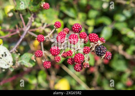 Bacche sul ramo Foto Stock