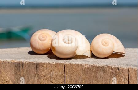 Tre conchiglie bianche sono disposte in fila su un pezzo di legno intemprato. Foto Stock