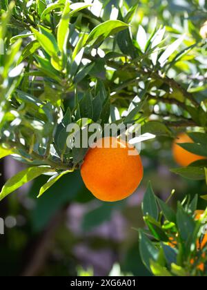 Arance su un arancio lievitato di mirto (Citrus myrtifolia) in un agrumeto in Italia Foto Stock