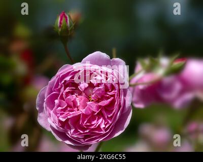 Primo piano di un singolo fiore di Rosa 'Harlow Carr' in un giardino all'inizio dell'estate Foto Stock