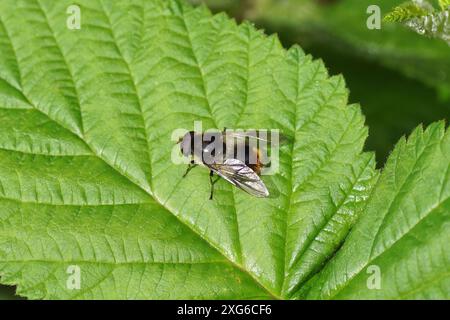 Primo piano Blacklet maschio di Bumblebee (Cheilosia illustrata) su una foglia di lampone. Giardino olandese. Estate, luglio, Paesi Bassi Foto Stock