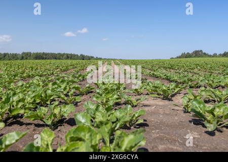 giovane barbabietola da zucchero in campo in primavera, un campo con barbabietola bianca per la produzione di zucchero di barbabietola bianca Foto Stock