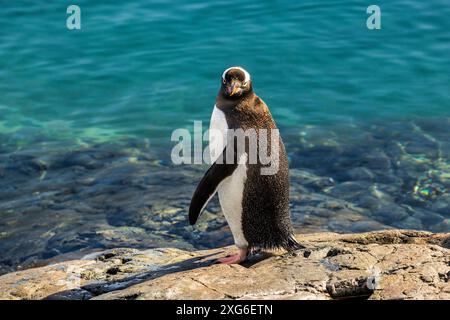 Pinguino Gentoo, Paradise Harbour, Penisola Antartica, lunedì 20 novembre, 2023. foto: David Rowland / One-Image.com Foto Stock