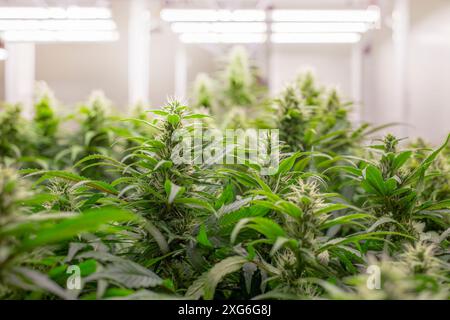 Fiore di cannabis e pianta di marijuana nel giardino piantati in un laboratorio chiuso per esperimenti di chimica, THC e CBD Foto Stock