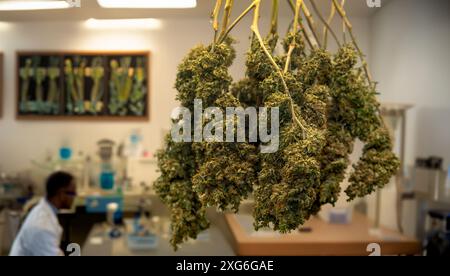 Cialda di cannabis asciutta appesa alla cima della ricerca scientifica al giro di ricerca per fare medicina alternativa dal THC e CBD nell'albero di marijuana Foto Stock