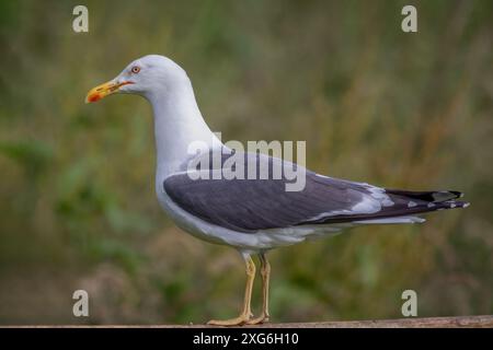 primo piano ritratto del profilo di un grande gabbiano di aringa che si trova su una rotaia di legno Foto Stock