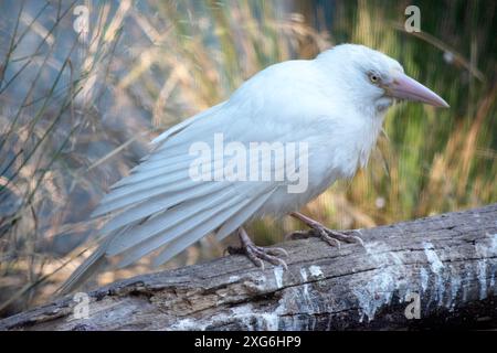 il corvo albino ha un becco rosa e una piuma bianca Foto Stock