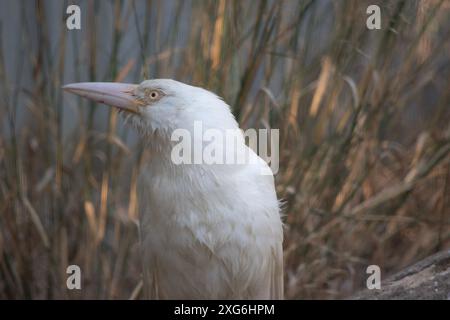 il corvo albino ha un becco rosa e piume bianche Foto Stock