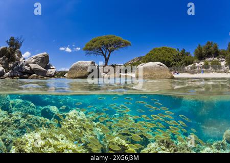FRANCIA. CORSE DU SUD (2A) SPIAGGIA DI ASSIAIO Foto Stock