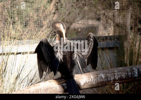 Il Darter è un grande uccello d'acqua sottile con un lungo collo simile a un serpente, becco appuntito e coda lunga e arrotondata. Foto Stock
