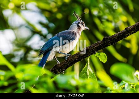 Magpie-jay (Calocitta formosa) alla luce dell'alba a Punta Islita, Guanacaste, Costa Rica Foto Stock