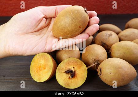 Mano che tiene in mano una sapodilla fresca matura Foto Stock