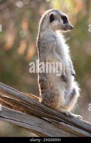 I meerkat sono piccoli mammiferi con pelliccia grigliata e marrone. Hanno macchie scure intorno agli occhi per proteggere gli occhi dal sole Foto Stock