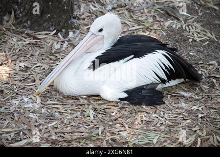 I pellicani australiani sono uno dei più grandi uccelli volanti. Hanno un corpo e una testa bianchi e ali nere. Hanno una grande fattura rosa. Foto Stock