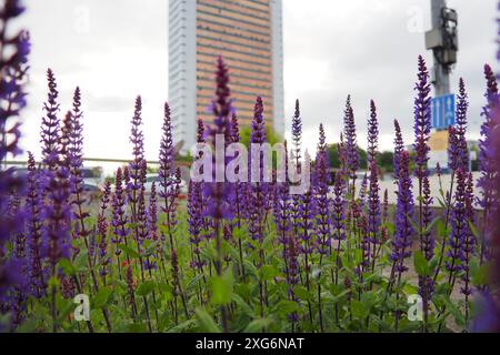 Mattina a Budapest, Ungheria. Prato vicino alla strada. Auto che viaggiano veloci. Salvia - grande genere di piante erbacee perenni, arbusti di Lamiaceae Foto Stock