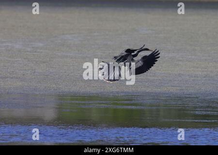 Un uccello serpente durante il volo sull'acqua serena. Anhinga anhinga Foto Stock