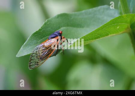 Un primo piano di una cicada su una foglia verde. Magicicada septendecula Foto Stock