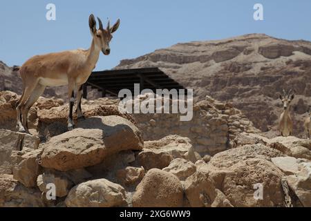 Curioso stambecco nubiano o Capra Nubiana, capra del deserto protetta del genere Capra che si sente al sicuro con gli esseri umani trovati nelle aree montuose del Medio Oriente. Foto Stock