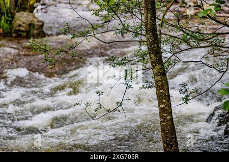 Tronco di alberi con fogliame sparso in primo piano con il fiume della valle del Warche su sfondo sfocato, acqua turbolenta che scorre rapidamente tra le rocce e lo sto Foto Stock