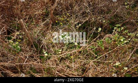 Tra il salmastro dell'anno scorso, sul lato della strada a binario unico per Rhu, lungo la costa, crescono primrose selvatiche e celandine. Arisaig, Scozia Foto Stock