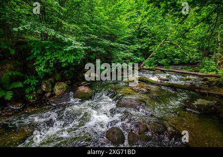 Splendido ruscello nella foresta - splendido paesaggio naturale nella foresta. vacanze, relax, calma, salute mentale Foto Stock