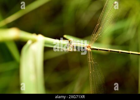 Primo piano dettagliato su smeraldo Spreadwing, Lestes dryas, damselflfy, su sfondo verde. Foto di alta qualità Foto Stock