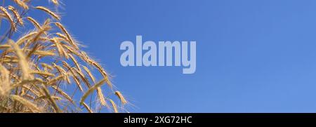 Orecchie di segale contro il cielo. Campo di grano, spighe di grano primo piano. Campo agricolo di segale. Campo in una giornata di sole. Sfondo dei grani di maturazione in A. Foto Stock