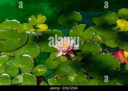 Fiori di loto e foglie su uno stagno d'acqua a Istanbul Foto Stock