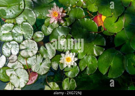 Fiori di loto e foglie su uno stagno d'acqua a Istanbul Foto Stock