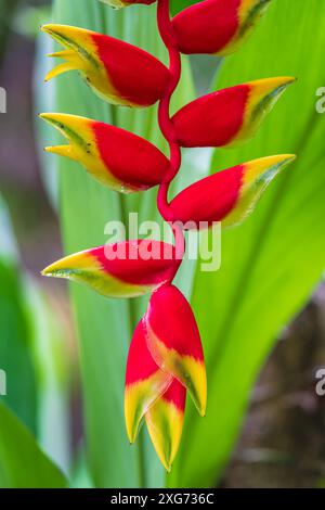 Vista ravvicinata del fiore rosso giallo e verde del rostrato tropicale di heliconia, noto anche come artiglio di aragosta sospeso o falso uccello del paradiso isolato all'aperto Foto Stock