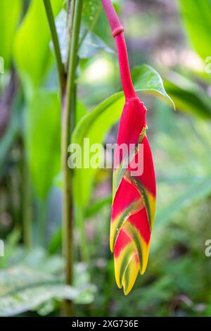 Vista ravvicinata dell'infiorescenza rossa gialla e verde del rostrato di heliconia, noto anche come artiglio di aragosta sospeso o falso uccello del paradiso isolato all'aperto Foto Stock