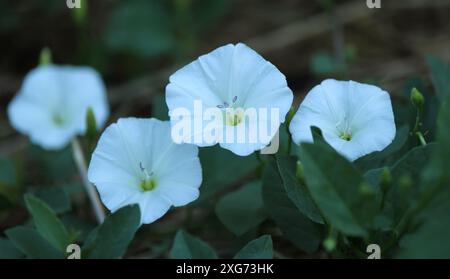 Fiore di erba legante (Convolvulus arvensis) Foto Stock